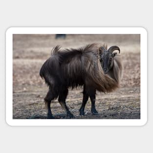 Beautiful Tahr Goat at Woolaroc Oklahoma Sticker